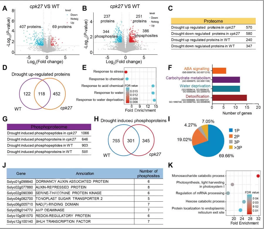 Proteomic and phosphoproteomic profiling of cpk27 and WT plants before and after drought stress (Zhu et al., 2024)